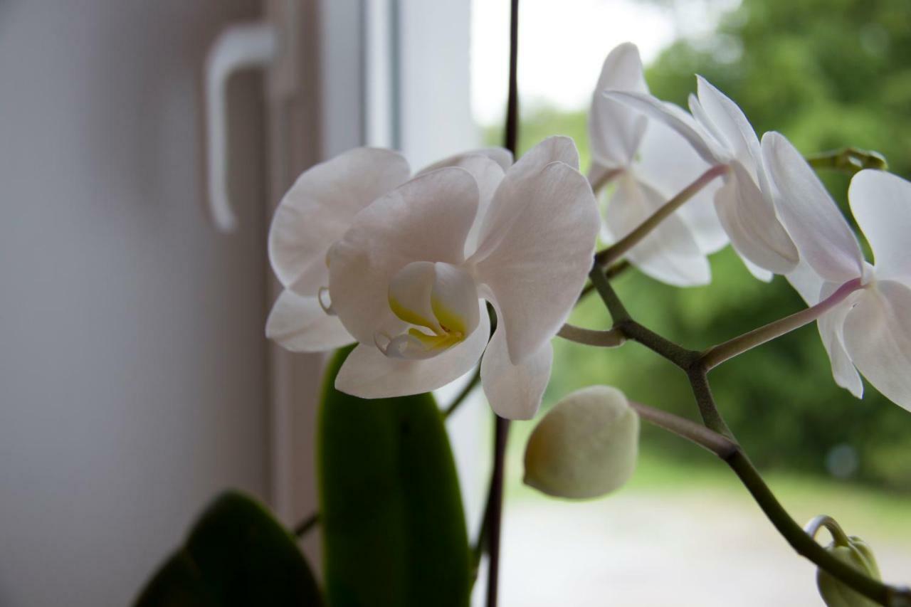 Charming Apartments Ana มาริบอร์ ภายนอก รูปภาพ